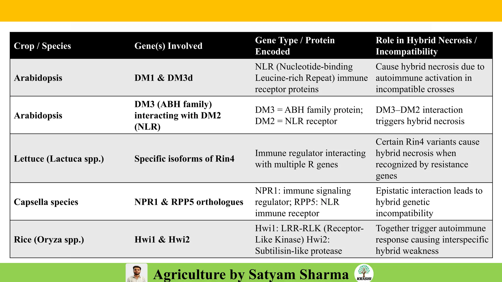 Agriculture by Satyam Sharma
Crop / Species Gene(s) Involved
Gene Type / Protein
Encoded
Role in Hybrid Necrosis /
Incompatibility
Arabidopsis DM1 & DM3d
NLR (Nucleotide-binding
Leucine-rich Repeat) immune
receptor proteins
Cause hybrid necrosis due to
autoimmune activation in
incompatible crosses
Arabidopsis
DM3 (ABH family)
interacting with DM2
(NLR)
DM3 = ABH family protein;
DM2 = NLR receptor
DM3–DM2 interaction
triggers hybrid necrosis
Lettuce (Lactuca spp.) Specific isoforms of Rin4
Immune regulator interacting
with multiple R genes
Certain Rin4 variants cause
hybrid necrosis when
recognized by resistance
genes
Capsella species NPR1 & RPP5 orthologues
NPR1: immune signaling
regulator; RPP5: NLR
immune receptor
Epistatic interaction leads to
hybrid genetic
incompatibility
Rice (Oryza spp.) Hwi1 & Hwi2
Hwi1: LRR-RLK (Receptor-
Like Kinase) Hwi2:
Subtilisin-like protease
Together trigger autoimmune
response causing interspecific
hybrid weakness
 