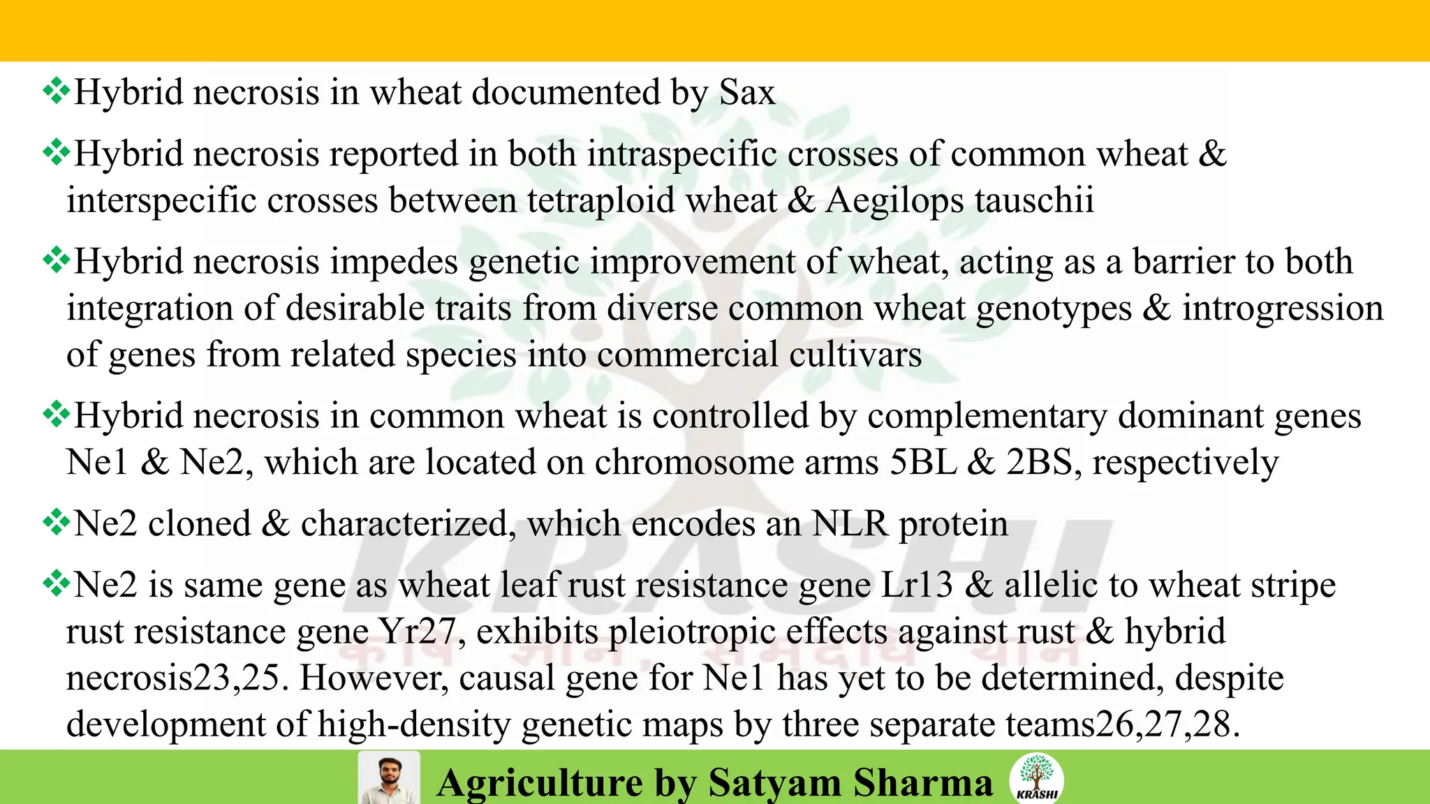 Agriculture by Satyam Sharma
❖Hybrid necrosis in wheat documented by Sax
❖Hybrid necrosis reported in both intraspecific crosses of common wheat &
interspecific crosses between tetraploid wheat & Aegilops tauschii
❖Hybrid necrosis impedes genetic improvement of wheat, acting as a barrier to both
integration of desirable traits from diverse common wheat genotypes & introgression
of genes from related species into commercial cultivars
❖Hybrid necrosis in common wheat is controlled by complementary dominant genes
Ne1 & Ne2, which are located on chromosome arms 5BL & 2BS, respectively
❖Ne2 cloned & characterized, which encodes an NLR protein
❖Ne2 is same gene as wheat leaf rust resistance gene Lr13 & allelic to wheat stripe
rust resistance gene Yr27, exhibits pleiotropic effects against rust & hybrid
necrosis23,25. However, causal gene for Ne1 has yet to be determined, despite
development of high-density genetic maps by three separate teams26,27,28.
 