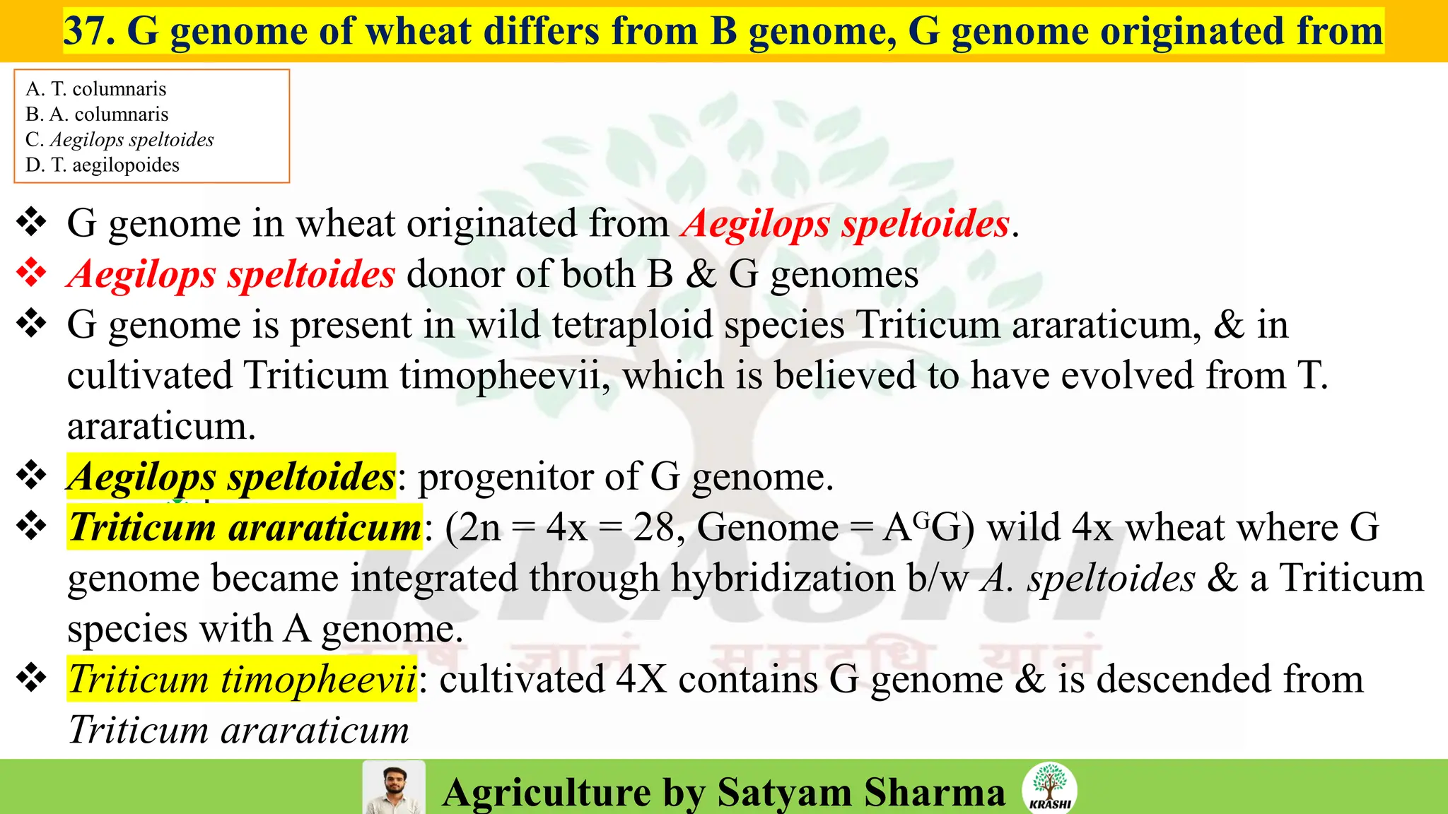 Agriculture by Satyam Sharma
37. G genome of wheat differs from B genome, G genome originated from
❖1.
❖ G genome in wheat originated from Aegilops speltoides.
❖ Aegilops speltoides donor of both B & G genomes
❖ G genome is present in wild tetraploid species Triticum araraticum, & in
cultivated Triticum timopheevii, which is believed to have evolved from T.
araraticum.
❖ Aegilops speltoides: progenitor of G genome.
❖ Triticum araraticum: (2n = 4x = 28, Genome = AᴳG) wild 4x wheat where G
genome became integrated through hybridization b/w A. speltoides & a Triticum
species with A genome.
❖ Triticum timopheevii: cultivated 4X contains G genome & is descended from
Triticum araraticum
A. T. columnaris
B. A. columnaris
C. Aegilops speltoides
D. T. aegilopoides
 