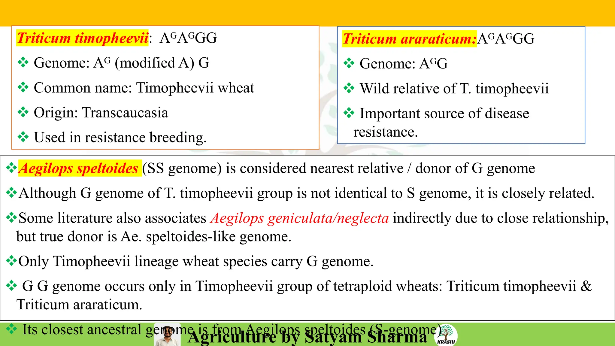 Agriculture by Satyam Sharma
❖Aegilops speltoides (SS genome) is considered nearest relative / donor of G genome
❖Although G genome of T. timopheevii group is not identical to S genome, it is closely related.
❖Some literature also associates Aegilops geniculata/neglecta indirectly due to close relationship,
but true donor is Ae. speltoides-like genome.
❖Only Timopheevii lineage wheat species carry G genome.
❖ G G genome occurs only in Timopheevii group of tetraploid wheats: Triticum timopheevii &
Triticum araraticum.
❖ Its closest ancestral genome is from Aegilops speltoides (S-genome)
Triticum timopheevii: AᴳAᴳGG
❖ Genome: Aᴳ (modified A) G
❖ Common name: Timopheevii wheat
❖ Origin: Transcaucasia
❖ Used in resistance breeding.
Triticum araraticum:AᴳAᴳGG
❖ Genome: AᴳG
❖ Wild relative of T. timopheevii
❖ Important source of disease
resistance.
 