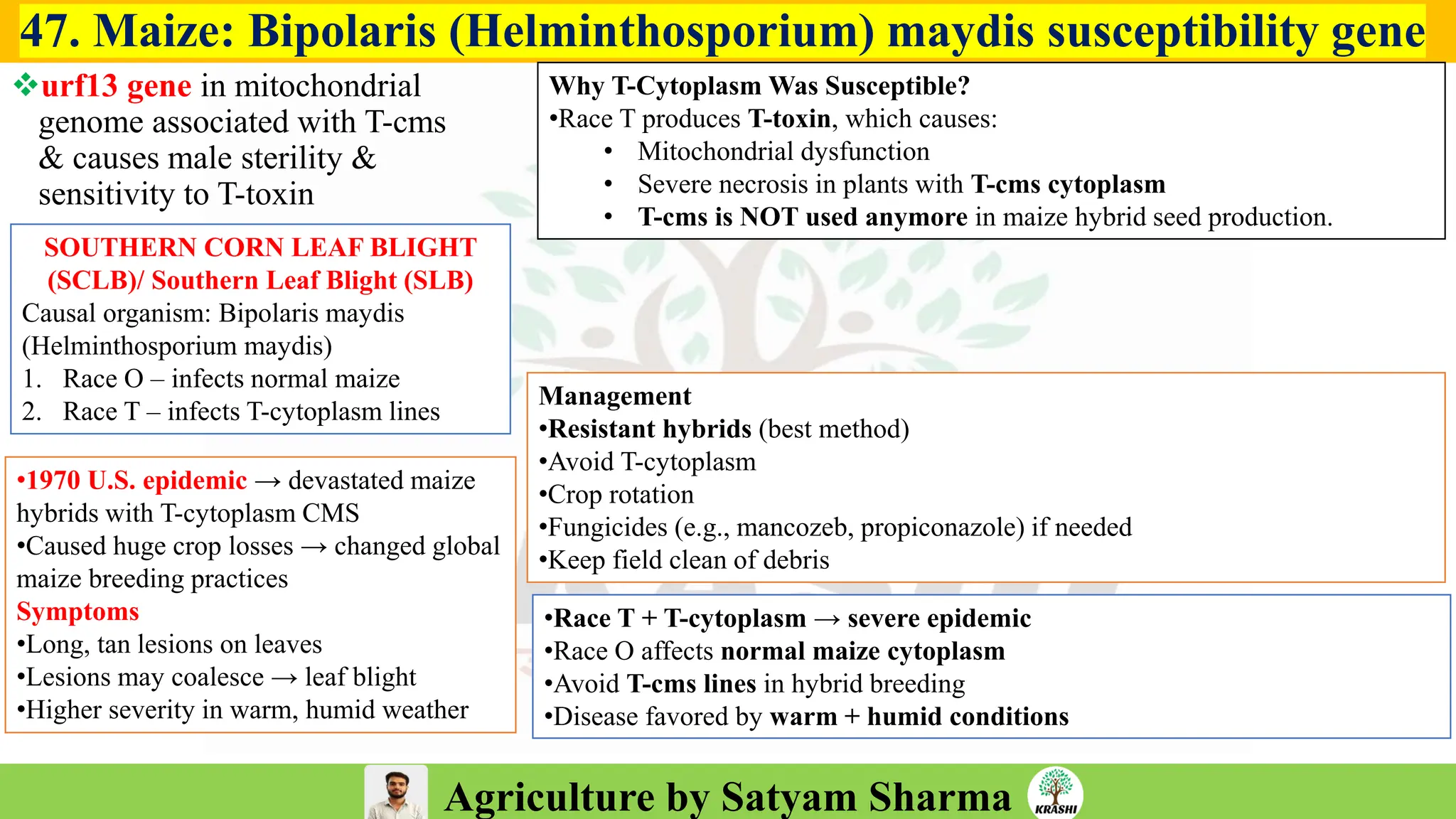 Agriculture by Satyam Sharma
47. Maize: Bipolaris (Helminthosporium) maydis susceptibility gene
❖urf13 gene in mitochondrial
genome associated with T-cms
& causes male sterility &
sensitivity to T-toxin
Why T-Cytoplasm Was Susceptible?
•Race T produces T-toxin, which causes:
• Mitochondrial dysfunction
• Severe necrosis in plants with T-cms cytoplasm
• T-cms is NOT used anymore in maize hybrid seed production.
SOUTHERN CORN LEAF BLIGHT
(SCLB)/ Southern Leaf Blight (SLB)
Causal organism: Bipolaris maydis
(Helminthosporium maydis)
1. Race O – infects normal maize
2. Race T – infects T-cytoplasm lines
•1970 U.S. epidemic → devastated maize
hybrids with T-cytoplasm CMS
•Caused huge crop losses → changed global
maize breeding practices
Symptoms
•Long, tan lesions on leaves
•Lesions may coalesce → leaf blight
•Higher severity in warm, humid weather
•Race T + T-cytoplasm → severe epidemic
•Race O affects normal maize cytoplasm
•Avoid T-cms lines in hybrid breeding
•Disease favored by warm + humid conditions
Management
•Resistant hybrids (best method)
•Avoid T-cytoplasm
•Crop rotation
•Fungicides (e.g., mancozeb, propiconazole) if needed
•Keep field clean of debris
 