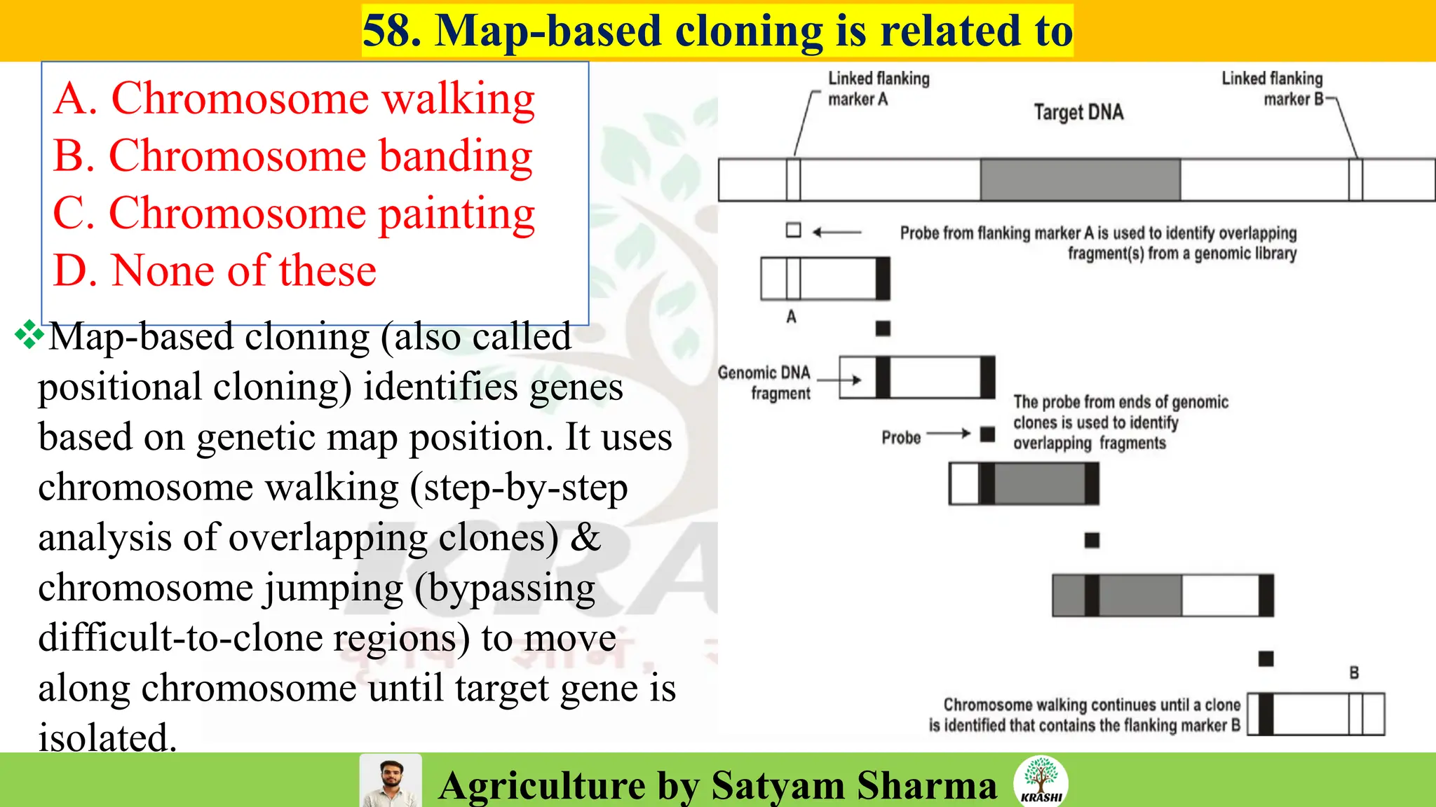 Agriculture by Satyam Sharma
58. Map-based cloning is related to
A. Chromosome walking
B. Chromosome banding
C. Chromosome painting
D. None of these
❖Map-based cloning (also called
positional cloning) identifies genes
based on genetic map position. It uses
chromosome walking (step-by-step
analysis of overlapping clones) &
chromosome jumping (bypassing
difficult-to-clone regions) to move
along chromosome until target gene is
isolated.
 