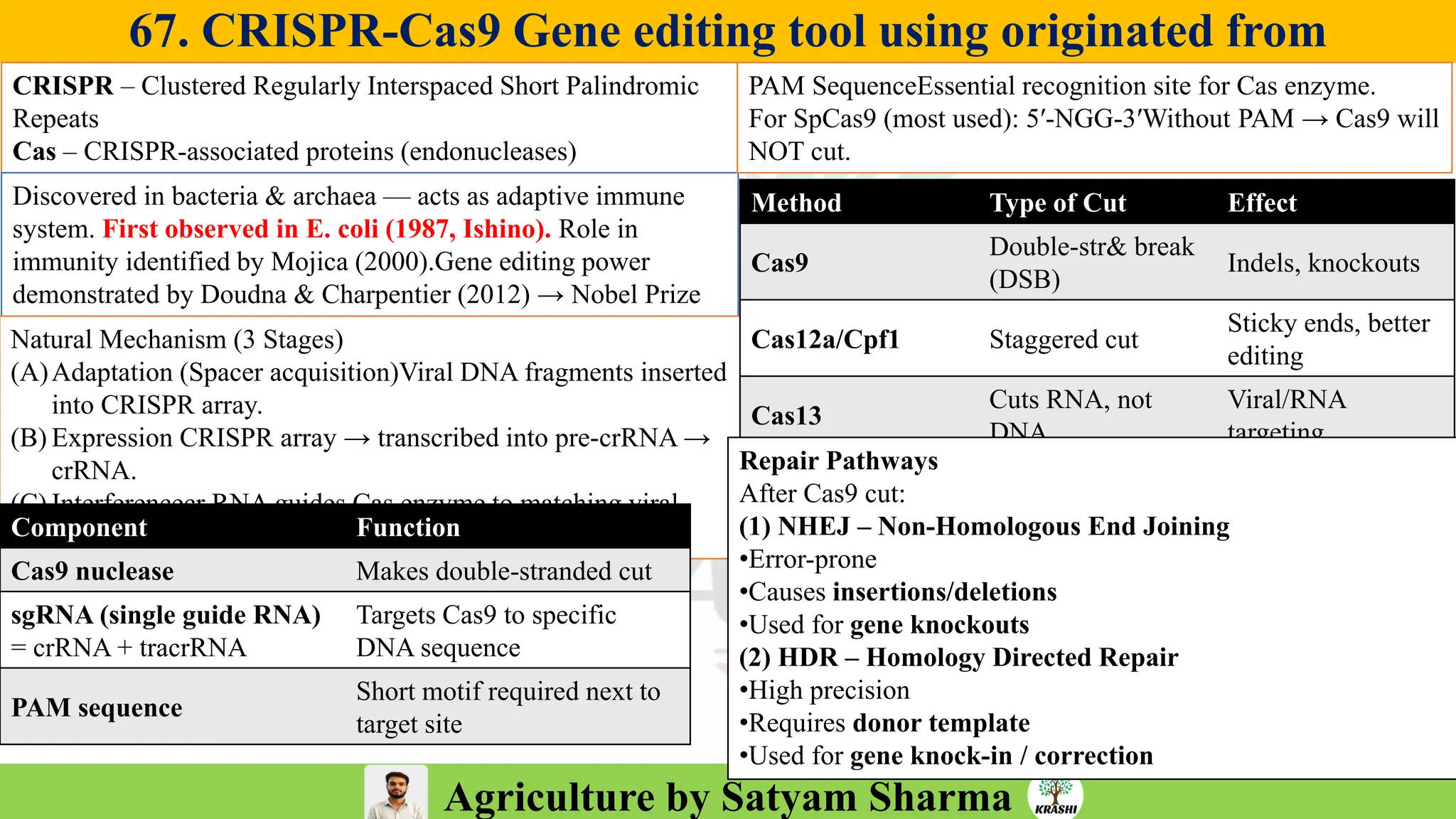 Agriculture by Satyam Sharma
67. CRISPR-Cas9 Gene editing tool using originated from
CRISPR – Clustered Regularly Interspaced Short Palindromic
Repeats
Cas – CRISPR-associated proteins (endonucleases)
Discovered in bacteria & archaea — acts as adaptive immune
system. First observed in E. coli (1987, Ishino). Role in
immunity identified by Mojica (2000).Gene editing power
demonstrated by Doudna & Charpentier (2012) → Nobel Prize
2020.
Natural Mechanism (3 Stages)
(A)Adaptation (Spacer acquisition)Viral DNA fragments inserted
into CRISPR array.
(B) Expression CRISPR array → transcribed into pre-crRNA →
crRNA.
(C) Interferencecr RNA guides Cas enzyme to matching viral
DNA → cleavage.
Component Function
Cas9 nuclease Makes double-stranded cut
sgRNA (single guide RNA)
= crRNA + tracrRNA
Targets Cas9 to specific
DNA sequence
PAM sequence
Short motif required next to
target site
PAM SequenceEssential recognition site for Cas enzyme.
For SpCas9 (most used): 5′-NGG-3′Without PAM → Cas9 will
NOT cut.
Method Type of Cut Effect
Cas9
Double-str& break
(DSB)
Indels, knockouts
Cas12a/Cpf1 Staggered cut
Sticky ends, better
editing
Cas13
Cuts RNA, not
DNA
Viral/RNA
targeting
Repair Pathways
After Cas9 cut:
(1) NHEJ – Non-Homologous End Joining
•Error-prone
•Causes insertions/deletions
•Used for gene knockouts
(2) HDR – Homology Directed Repair
•High precision
•Requires donor template
•Used for gene knock-in / correction
 