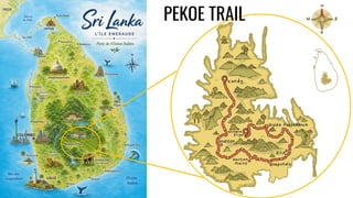 PEKOE TRAIL
 