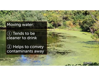 Moving water:
① Tends to be
cleaner to drink
② Helps to convey
contaminants away
 