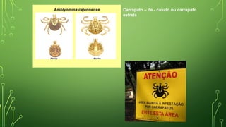 Carrapato – de - cavalo ou carrapato
estrela
 
