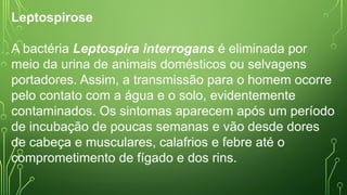 Leptospirose
A bactéria Leptospira interrogans é eliminada por
meio da urina de animais domésticos ou selvagens
portadores. Assim, a transmissão para o homem ocorre
pelo contato com a água e o solo, evidentemente
contaminados. Os sintomas aparecem após um período
de incubação de poucas semanas e vão desde dores
de cabeça e musculares, calafrios e febre até o
comprometimento de fígado e dos rins.
 