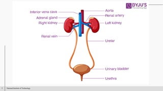 Comprehensive Lecture on Human Urinary System Anatomy and Function | PDF