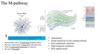 20260219_Visual_II_central%20visual%20pathway%20and%20perception_PPT ...