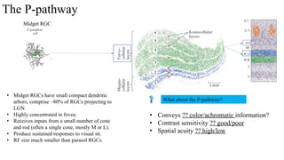 20260219_Visual_II_central%20visual%20pathway%20and%20perception_PPT ...