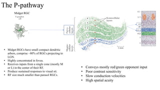 20260219_Visual_II_central%20visual%20pathway%20and%20perception_PPT ...