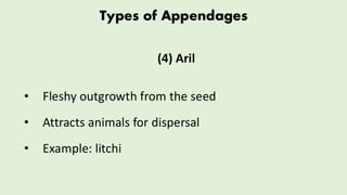 Comprehensive Overview of Seed Structure, Appendages, and Dispersal ...