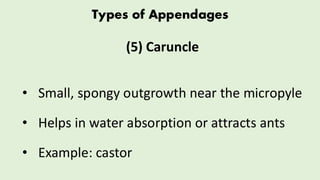 Comprehensive Overview of Seed Structure, Appendages, and Dispersal ...