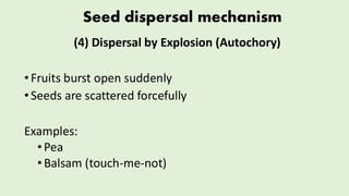 Comprehensive Overview of Seed Structure, Appendages, and Dispersal ...