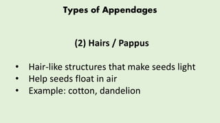 Comprehensive Overview of Seed Structure, Appendages, and Dispersal ...