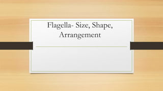 Flagella- Size, Shape,
Arrangement
 