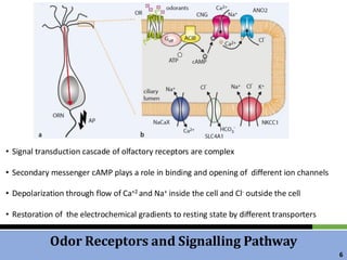 Comprehensive Overview of Olfactory and Gustatory Systems: Mechanisms ...