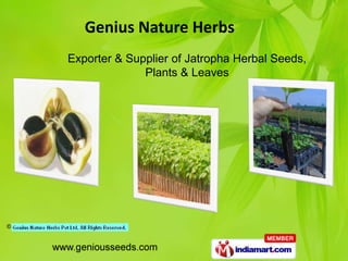 Genius Nature Herbs
Exporter & Supplier of Jatropha Herbal Seeds,
              Plants & Leaves
 