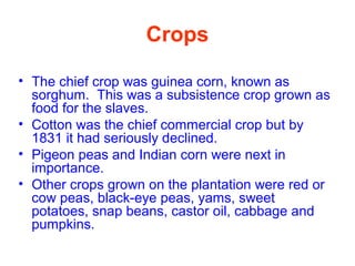 Crops
• The chief crop was guinea corn, known as
sorghum. This was a subsistence crop grown as
food for the slaves.
• Cotton was the chief commercial crop but by
1831 it had seriously declined.
• Pigeon peas and Indian corn were next in
importance.
• Other crops grown on the plantation were red or
cow peas, black-eye peas, yams, sweet
potatoes, snap beans, castor oil, cabbage and
pumpkins.
 