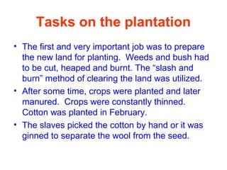Tasks on the plantation
• The first and very important job was to prepare
the new land for planting. Weeds and bush had
to be cut, heaped and burnt. The “slash and
burn” method of clearing the land was utilized.
• After some time, crops were planted and later
manured. Crops were constantly thinned.
Cotton was planted in February.
• The slaves picked the cotton by hand or it was
ginned to separate the wool from the seed.
 
