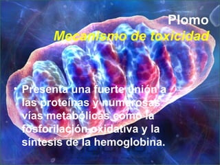 Plomo Mecanismo de toxicidad <ul><li>Presenta una fuerte unión a las proteínas y numerosas vías metabólicas como la fosfor...