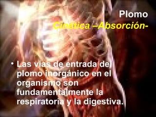Plomo Cinética –Absorción- <ul><li>Las vías de entrada del plomo inorgánico en el organismo son fundamentalmente la respir...