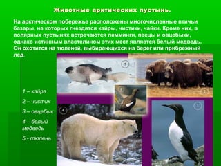 Животные арктических пустынь.
На арктическом побережье расположены многочисленные птичьи
базары, на которых гнездятся кайры, чистики, чайки. Кроме них, в
полярных пустынях встречаются лемминги, песцы и овцебыки,
однако истинным властелином этих мест является белый медведь.
Он охотится на тюленей, выбирающихся на берег или прибрежный
лед.

1 – кайра
2 – чистик
3 – овцебык
4 – белый
медведь
5 - тюлень

 