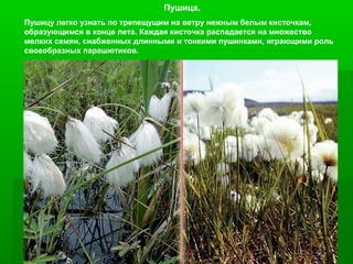 Пушица.
Пушицу легко узнать по трепещущим на ветру нежным белым кисточкам,
образующимся в конце лета. Каждая кисточка распадается на множество
мелких семян, снабженных длинными и тонкими пушинками, играющими роль
своеобразных парашютиков.

 