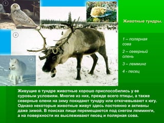 Животные тундры.

1 – полярная
сова
2 – северный
олень
3 – лемминг
4 - песец

Живущие в тундре животные хорошо приспособились у ее
суровым условиям. Многие из них, прежде всего птицы, а также
северные олени на зиму покидают тундру или откочевывают к югу.
Однако некоторые животные живут здесь постоянно и активны
даже зимой. В поисках пищи перемещаются под снегом лемминги,
а на поверхности их выслеживают песец и полярная сова.

 