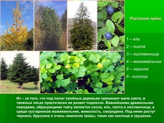Растения тайги.

1 – ель
2 – пихта
3 – лиственница
4 – можжевельник
5 – черника
6 - кислица

Из – за того, что под полог хвойных деревьев проникает мало света, в
таежных лесах практически не развит подлесок. Важнейшими древесными
породами, образующими тайгу является сосна, ель, пихта и лиственница, а
среди кустарников можжевельник, жимолость, смородина. Под ними растут
черника, брусника и очень немногие травы, такие как кислица и грушанка.

 