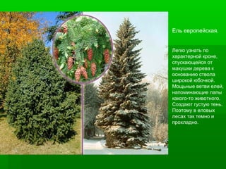 Ель европейская.
Легко узнать по
характерной кроне,
спускающейся от
макушки дерева к
основанию ствола
широкой юбочкой.
Мощьные ветви елей,
напоминающие лапы
какого-то животного.
Создают густую тень.
Поэтому в еловых
лесах так темно и
прохладно.

 