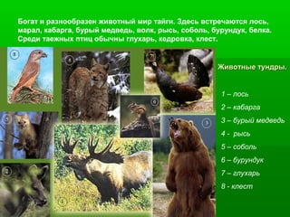 Богат и разнообразен животный мир тайги. Здесь встречаются лось,
марал, кабарга, бурый медведь, волк, рысь, соболь, бурундук, белка.
Среди таежных птиц обычны глухарь, кедровка, клест.

Животные тундры.

1 – лось
2 – кабарга
3 – бурый медведь
4 - рысь
5 – соболь
6 – бурундук
7 – глухарь
8 - клест

 