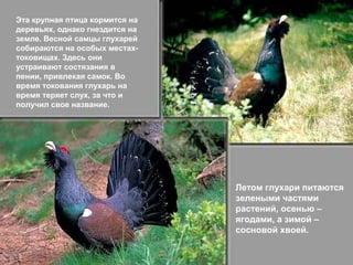Эта крупная птица кормится на
деревьях, однако гнездится на
земле. Весной самцы глухарей
собираются на особых местахтоковищах. Здесь они
устраивают состязания в
пении, привлекая самок. Во
время токования глухарь на
время теряет слух, за что и
получил свое название.

Летом глухари питаются
зелеными частями
растений, осенью –
ягодами, а зимой –
сосновой хвоей.

 