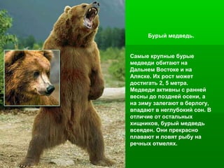 Бурый медведь.

Самые крупные бурые
медведи обитают на
Дальнем Востоке и на
Аляске. Их рост может
достигать 2, 5 метра.
Медведи активны с ранней
весны до поздней осени, а
на зиму залегают в берлогу,
впадают в неглубокий сон. В
отличие от остальных
хищников, бурый медведь
всеяден. Они прекрасно
плавают и ловят рыбу на
речных отмелях.

 