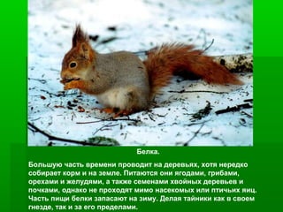 Белка.
Большую часть времени проводит на деревьях, хотя нередко
собирает корм и на земле. Питаются они ягодами, грибами,
орехами и желудями, а также семенами хвойных деревьев и
почками, однако не проходят мимо насекомых или птичьих яиц.
Часть пищи белки запасают на зиму. Делая тайники как в своем
гнезде, так и за его пределами.

 