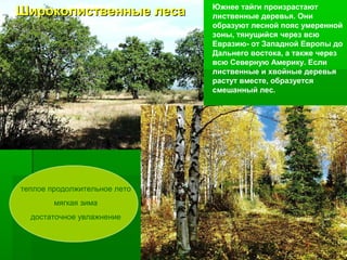 Широколиственные леса

теплое продолжительное лето
мягкая зима
достаточное увлажнение

Южнее тайги произрастают
лиственные деревья. Они
образуют лесной пояс умеренной
зоны, тянущийся через всю
Евразию- от Западной Европы до
Дальнего востока, а также через
всю Северную Америку. Если
лиственные и хвойные деревья
растут вместе, образуется
смешанный лес.

 