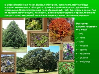 В широколиственных лесах деревья стоят реже, чем в тайге. Поэтому сюда
попадает много света и образуется густой подлесок из молодых деревьев и
кустарников. Широколиственные леса образуют дуб, граб, бук, клены и ясени. Под
их пологом растут лещина, жимолость. Бузина и разнообразные травы, многие из
которых зацветают ранней весной еще до распускания листьев на деревьях.

Растения
широколиственн
ого леса
1 - дуб
2 - липа
3 - клен
4 - лещина
5 - бузина
6 - хохлатка
7 - фиалка
8 - медуница

 