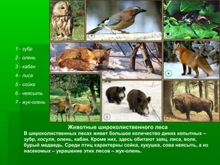 1 - зубр
2 - олень
3 - кабан
4 - лиса
5 - сойка
6 - неясыть
7 - жук-олень

Животные широколиственного леса
В широколиственных лесах живет большое количество диких копытных –
зубр, косуля, олень, кабан. Кроме них, здесь обитают заяц, лиса, волк,
бурый медведь. Среди птиц характерны сойка, кукушка, сова неясыть, а из
насекомых – украшение этих лесов – жук-олень.

 