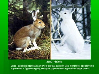Заяц - беляк.
Свое название получил за белоснежный зимний мех. Летом он одевается в
коричнево – бурую шкурку, которая хорошо маскирует его среди травы.

 