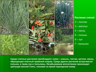 Растения степей
2 – типчак
3 – мятлик
4 – овсец
5 – полынь
6 – лук
7 - тюльпан

Среди степных растений преобладают злаки – ковыль, типчак, мятлик, овсец,
образующие плотный травяной покров. Среди других растений встречаются
полыни, а также лук и тюльпаны. Незабываемое впечатление производит
цветущая весной степь, похожая на яркий персидский ковер.

 