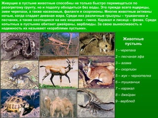 Живущие в пустыне животные способны не только быстро перемещаться по
разогретому грунту, но и подолгу обходиться без воды. Это прежде всего ящерицы,
змеи черепахи, а также насекомые, фаланги и скорпионы. Многие животные активны
ночью, когда спадает дневная жара. Среди них различные грызуны – тушканчики и
песчанки, а также охотящиеся на них хищники – гиена. Каракал и лисица – фенек. Среди
копытных в пустынях обитают джейраны, верблюды. За свою выносливость и
надежность их называют «кораблями пустыни».

Животные
пустынь
1 - черепаха
2 – песчаная эфа
3 – агама
4 – скорпион
5 – жук – чернотелка
6 – тушканчик
7 – каракал
8 – джейран
9 - верблюд

 
