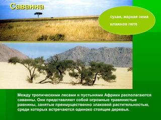 Саванна
сухая, жаркая зима
влажное лето

Между тропическими лесами и пустынями Африки располагаются
саванны. Они представляют собой огромные травянистые
равнины, занятые преимущественно злаковой растительностью,
среди которых встречаются одиноко стоящие деревья.

 