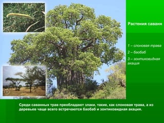 Растения саванн

1 – слоновая трава
2 – баобаб
3 – зонтиковидная
акация

Среди саванных трав преобладают злаки, такие, как слоновая трава, а из
деревьев чаще всего встречаются баобаб и зонтиковидная акация.

 