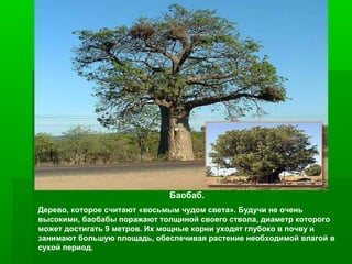Баобаб.
Дерево, которое считают «восьмым чудом света». Будучи не очень
высокими, баобабы поражают толщиной своего ствола, диаметр которого
может достигать 9 метров. Их мощные корни уходят глубоко в почву и
занимают большую площадь, обеспечивая растение необходимой влагой в
сухой период.

 