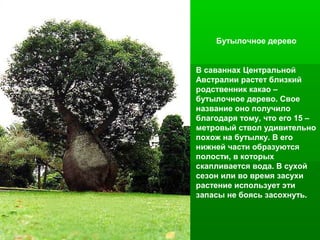 Бутылочное дерево

В саваннах Центральной
Австралии растет близкий
родственник какао –
бутылочное дерево. Свое
название оно получило
благодаря тому, что его 15 –
метровый ствол удивительно
похож на бутылку. В его
нижней части образуются
полости, в которых
скапливается вода. В сухой
сезон или во время засухи
растение использует эти
запасы не боясь засохнуть.

 