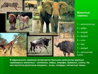 Животные
саванны
1 – антилопа гну
2 – зебра
3 – жираф
4 – буйвол
5 – слон
6 – лев
7 – гепард
8 – пятнистая
гиена
В африканских саваннах встречается большое количество крупных
травоядных животных – антилопы, зебры, жирафы, буйволы, слоны. На
них охотятся различные хищники – львы, гепарды, пятнистые гиены.

 