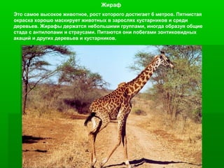Жираф
Это самое высокое животное, рост которого достигает 6 метров. Пятнистая
окраска хорошо маскирует животных в зарослях кустарников и среди
деревьев. Жирафы держатся небольшими группами, иногда образуя общие
стада с антилопами и страусами. Питаются они побегами зонтиковидных
акаций и других деревьев и кустарников.

 