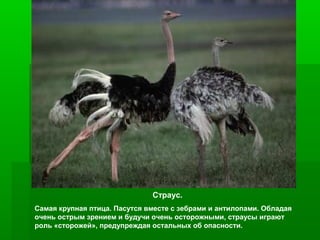 Страус.
Самая крупная птица. Пасутся вместе с зебрами и антилопами. Обладая
очень острым зрением и будучи очень осторожными, страусы играют
роль «сторожей», предупреждая остальных об опасности.

 