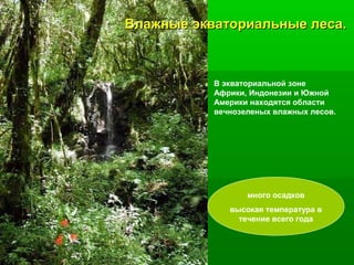 Влажные экваториальные леса.

В экваториальной зоне
Африки, Индонезии и Южной
Америки находятся области
вечнозеленых влажных лесов.

много осадков
высокая температура в
течение всего года

 