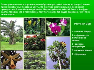 Экваториальные леса поражают разнообразием растений, многие из которых имеют
яркие и необычные по форме цветы. На 1 гектаре экваториального леса может
произрастать более 50 видов деревьев. Выдающийся английский биолог Альфред
Уоллес говорил, что в тропическом лесу легче найти 100 видов деревьев, чем 100 их
экземпляров.

Растения ВЭЛ
1 – пальма Рафия
2 – африканское
тюльпановое
дерево
3 –орхидея
дендробиум
5 – орхидея ваниль
6 – бромелия

 